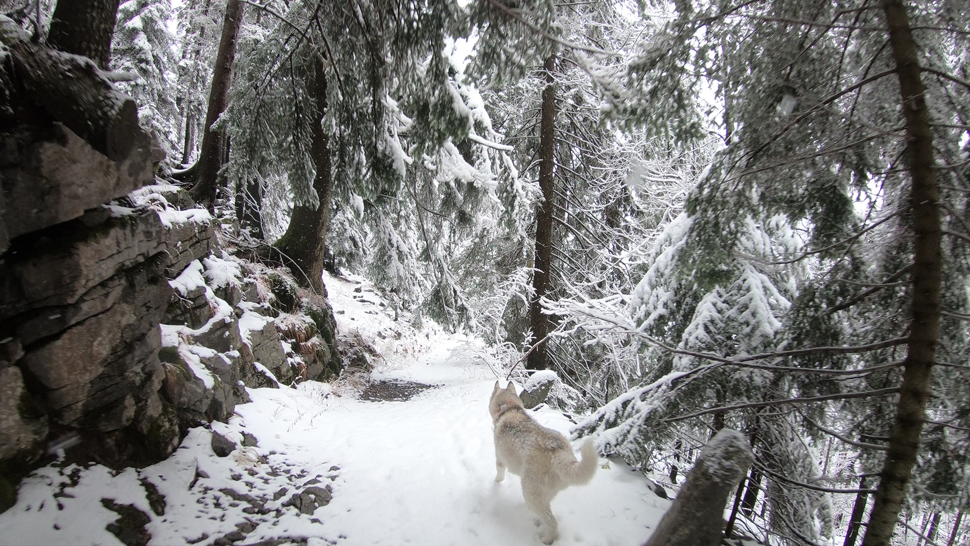 Risnjak Winter Run.jpg (1.69 MB)